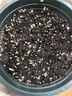 播種心情食用薄荷種子留蘭香檸檬貓薄荷室內(nèi)外陽臺(tái)多年生盆栽香草籽驅(qū)蚊 食用薄荷1000粒+加侖盆+土+肥 曬單實(shí)拍圖