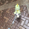 嬉皮狗（hipidog）寵物狗狗雨季外出可牽引反光條四腳防水雨衣可愛小恐龍造型狗專用 蒂安綠【3XL-8XL沒有牽引扣】 2XL （建議體重15-20斤） 曬單實拍圖