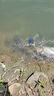 魚誘專釣鰱鳙大鰱鳙通殺野釣胖頭魚黑坑湖泊水庫河流專釣鰱鳙腥香餌料 買三給五【釣王都在用】 曬單實(shí)拍圖