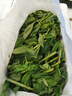 千牛優(yōu)福新鮮羅勒葉50g-500g 食用西餐香料九層塔 披薩草 甜羅勒 歐羅 500g 曬單實(shí)拍圖