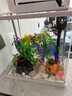 寵街坊小魚缸一體缸自循環(huán)水族箱桌面客廳小型送禮生態(tài)魚缸造景240 曬單實拍圖