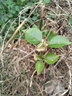 玫瑰花樹(shù)苗老樁月季花苗灌木大花盆栽室內(nèi)外四季開(kāi)特大不支持退貨 混色三顆紅玫瑰*黃玫瑰*白玫瑰 曬單實(shí)拍圖