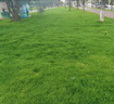 草籽草坪草種子10斤裝矮生四季青免修剪耐旱庭院公園球場高檔綠化 狗牙根包衣10斤【矮生耐熱】 曬單實(shí)拍圖