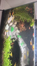勝畫(huà)魚(yú)缸水草植物直接入缸真水草凈化竹節(jié)草蜈蚣草懶人養(yǎng)魚(yú)水草造景 【入缸成景套餐A】適合20-30CM缸 曬單實(shí)拍圖