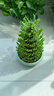 聽雪樓節(jié)節(jié)高富貴竹塔水培室內(nèi)植物盆栽竹子轉(zhuǎn)運(yùn)開運(yùn)竹發(fā)財(cái)富貴竹寶塔竹  8層竹塔+綠釉盆+燈籠 曬單實(shí)拍圖