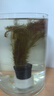 瘋狂水草銅錢草魚缸水草造景水草植物直接入缸種植環(huán)紅松尾 源頭直發(fā)包郵 曬單實(shí)拍圖
