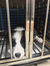 WAKYTU狗狗橫背包單雙肩可斜挎拆卸小中大型犬寵物外出便捷包適用8-16斤 曬單實拍圖