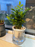 九里香盆栽茉莉花綠植室內驅蚊四季開(kāi)花帶花苞七里香水培盆景植物 高約16cm桌面款九里香+good吸水盆1盆 九里香 曬單實(shí)拍圖