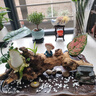 掬涵天然樹根擺件微景觀魚缸造景插花禪意枯木根雕藝術(shù)品裝飾擺設(shè) 天然樹根擺件（大號） 曬單實(shí)拍圖
