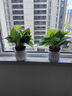 【綠蘿盆栽帶精致南瓜儲水盆】吸甲醛凈化空氣水培綠植物花卉好養(yǎng) 【爆款2盆】綠蘿+白色南瓜盆自吸水 整體含盆高度20-25cm 曬單實(shí)拍圖
