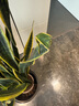 植男植女網(wǎng)紅大型金邊虎皮蘭北歐植物客廳臥室辦公室觀(guān)葉綠植盆栽源頭直發(fā) 曬單實(shí)拍圖