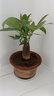 京東綠植發(fā)財(cái)樹盆栽水培桌面綠植物擺件招財(cái)單桿辦公室內(nèi)帶盆花卉源頭直發(fā) 曬單實(shí)拍圖