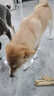 【京東快遞】狗狗磨牙棒咖啡木耐磨耐咬解悶防拆家天然泰迪犬玩具 M號 中型犬 16-30斤 曬單實(shí)拍圖