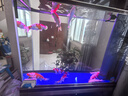 錦鯉活魚觀賞魚冷水魚淡水魚錦鯉活體魚苗錦鯉魚苗紅白錦鯉大型 紅白5條三色4條20-25cm 曬單實(shí)拍圖