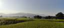 金號（KING SHORE） 純棉A類(lèi)提緞加大浴巾160*80cm 素色簡(jiǎn)約嬰幼兒可用 440g/條 加大蘭色1條160*80cm/440g 曬單實(shí)拍圖