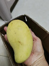 廣西金煌芒新鮮現摘大青芒生鮮水果當季整箱熱帶水仙芒果甜心芒果 3斤 【小果】單果100~120g 曬單實(shí)拍圖