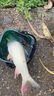 龍王恨魚(yú)餌藍(lán)鯽青春版X5新三樣教練團(tuán)自制鯽魚(yú)餌料四季野釣黑坑鯽魚(yú)配方 藍(lán)鯽青春版-腥香【300克】 曬單實(shí)拍圖