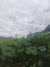 易優(yōu)家硅膠折疊杯便攜式漱口杯差旅漱口杯耐高溫食品級(jí)杯子 270ml綠+粉 曬單實(shí)拍圖