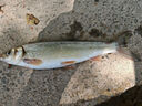 釣單開(kāi)青尾餌料青尾魚(yú)餌料野釣配方青尾鲴拉餌黃尾餌料鯪魚(yú)餌A 漁野青尾鲴餌料3包 曬單實(shí)拍圖