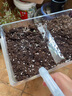 通用貓爪草種子【藥房正品直營(yíng)】貓爪草種子子野L生種植四季播種用種籽籽草種子3 貓爪草種子200粒 曬單實(shí)拍圖