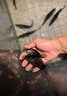 鱖魚苗桂花魚苗淡水養(yǎng)殖食用翹嘴鱖大眼鱖斑鱖魚肉食活體紅紋鱖魚 鱖魚苗9-11厘米15條送1條防損 曬單實拍圖