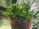 歐悟米蘭花盆栽花卉植物室內(nèi)四季開(kāi)花帶花苞濃香茉莉花苗盆景驅(qū)蚊綠植 五年壯苗米蘭花原土球發(fā)貨2盆 曬單實(shí)拍圖