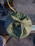 斗途園藝 防盜防爬帶刺鐵絲網(wǎng)圍欄圍墻 鍍鋅防銹鐵蒺藜刺繩刺絲網(wǎng)防護(hù)欄網(wǎng) 2.1電鍍鋅雙股刺繩200米 曬單實(shí)拍圖
