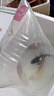 臺灣純種普身蝴蝶鯉觀賞魚冷水魚大鰭大尾冷水魚好養(yǎng)耐活包郵包活 貴妃黑白黃紅13-15公分各1條 曬單實拍圖
