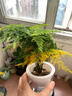 水培植物綠植盆栽室內(nèi)客廳辦公室桌面小盆景花卉綠蘿發(fā)財樹好養(yǎng)活 【文竹】+簡歐透明吸水盆 曬單實拍圖