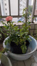 果汁陽臺(tái)月季花苗四季開花卉盆栽綠植物室內(nèi)花易活玫瑰帶花苞庭院 果汁陽臺(tái)【大花濃香，月月開分枝多】 【帶花苞】【盆口徑15cm】原盆冠25高35 曬單實(shí)拍圖