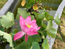 啟初胚米3.0寶寶溫和保濕春夏清爽補(bǔ)水兒童嬰幼兒水潤(rùn)高保濕面霜80g 曬單實(shí)拍圖