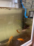 創(chuàng)星魚缸潛水泵水族魚缸循環(huán)過濾抽水泵AT 304 305增氧家用AT105水泵 創(chuàng)星AT305S+水管一米 曬單實(shí)拍圖