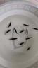 彌翠園正宗鱖魚(yú)苗桂花魚(yú)苗淡水養殖食用翹嘴鱖大眼鱖肉食冷水觀(guān)賞魚(yú)鱖魚(yú) 正宗鱖魚(yú)4-6厘米10條送10%防損 曬單實(shí)拍圖