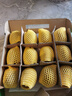 佳沛（zespri）新西蘭 陽光金奇異果12粒禮盒特大果單果約122-146g 獼猴桃 水果 曬單實拍圖