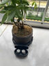 捷波朗Jabra捷波朗ELITE 75 T主動(dòng)降噪藍(lán)牙耳機(jī)無線入耳式蘋果安卓通用 黑色 曬單實(shí)拍圖
