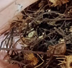 威靈仙中藥材靈仙咸靈仙微靈仙鐵掃帚老虎須百條根干野生新貨 威靈仙250g 曬單實拍圖