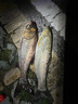 空鈎悟道碳纖維炮臺(tái)支架釣魚竿架 釣椅雙炮臺(tái)-碳纖紋 曬單實(shí)拍圖