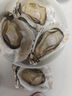 貝司令鮮活乳山生蠔5XL 凈重5斤 8-10只 生鮮海鮮貝類 源頭直發(fā) 曬單實(shí)拍圖
