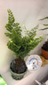 鐵線蕨苔蘚球盆栽植物室內(nèi)桌面好養(yǎng)觀果綠植客廳盆景辦公室凈化 蓮花盆+鐵線蕨苔蘚球 曬單實(shí)拍圖