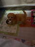 嘉瑰泰迪幼犬灰泰迪純種泰迪狗活犬寵物狗狗活體貴賓犬茶杯犬 血統級 公 曬單實(shí)拍圖