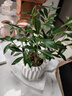 八芽小葉梔子花盆栽開花植物室內(nèi)桌面茶幾好養(yǎng)花卉綠植辦公室凈化空氣 小葉梔子花-陶瓷豎紋盆 帶盆栽好 曬單實(shí)拍圖