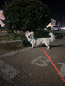 拉夫威爾ruffwear嗨輕狗狗胸背帶狗背帶中小型犬雪納瑞背帶式狗狗牽引繩 鼠尾草綠/霧森綠 XS 曬單實拍圖