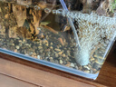 魚(yú)缸氧泵usb靜音充氧泵 家用水族箱氧氣泵釣魚(yú)小型打氧機 單孔色黑usb氣泵+氣石氣管【一套】 曬單實(shí)拍圖