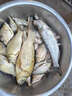 黃尾魚鉤專釣黃尾鲴短柄細(xì)條鉤黃尾魚鯪魚專用魚鉤超輕鉤尖超鋒利 10枚有刺金【品牌正宗伽馬卡茲】 6號超細(xì)短柄鉤【可試用4枚】 曬單實(shí)拍圖