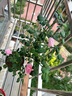 景郁春 JIRYUCUR薔薇花苗藤本月季庭院爬藤植物臺花卉四季開(kāi)花女王源頭直發(fā) 曬單實(shí)拍圖