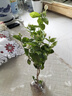 虎頭茉莉 白茉莉 雙色茉莉 綠植花卉室內(nèi)盆栽花卉盆栽白色茉莉花卉 白茉莉4年苗 曬單實拍圖