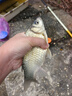 熊火熊火釣魚傘2.2m雙層遮陽防雨風(fēng)加厚黑膠釣傘可調(diào)節(jié)戶外沙灘傘 曬單實(shí)拍圖