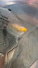 錦鯉活魚純種淡水冷水觀賞魚中小型好養(yǎng)耐活金魚龍鳳紅白錦鯉魚苗 順豐 8-10cm錦鯉不同花色6條 曬單實拍圖