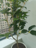 愛(ài)優(yōu)尚桂花樹(shù)苗四季桂盆栽可食用開(kāi)花香室內外陽(yáng)臺客廳花筒金源頭直發(fā) 曬單實(shí)拍圖
