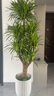 花財(cái)主大型盆栽綠植 檸檬樹(shù)鴨腳木發(fā)財(cái)樹(shù)天堂鳥(niǎo)綠植室內(nèi)客廳大盆栽 多頭龍血樹(shù)1.5-1.7米【梯形盆】 含盆 曬單實(shí)拍圖